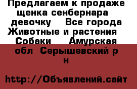 Предлагаем к продаже щенка сенбернара - девочку. - Все города Животные и растения » Собаки   . Амурская обл.,Серышевский р-н